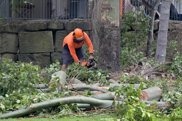  Joppatowne, MD Tree Services Pros